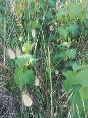 Equisetum ramosissimum ramosissimum