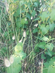 Equisetum ramosissimum ramosissimum
