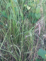 Equisetum ramosissimum ramosissimum