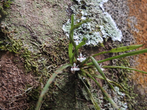 Ceratostylis observed 2026-08-07