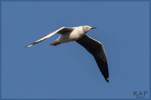 Gaviota cabecigrís (Chroicocephalus cirrocephalus)