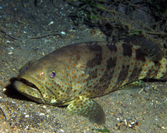 Epinephelus coioides