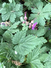 Geranium macrorrhizum