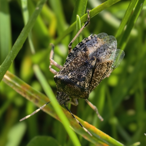 Mottled Stink Bug