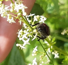 Phyllopertha horticola