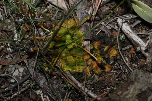 Drosera schmutzii (Drosera schmutzii)