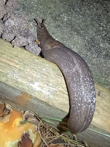 Leopard Slug