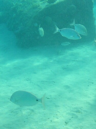 Diplodus noct observed 2026-09-28