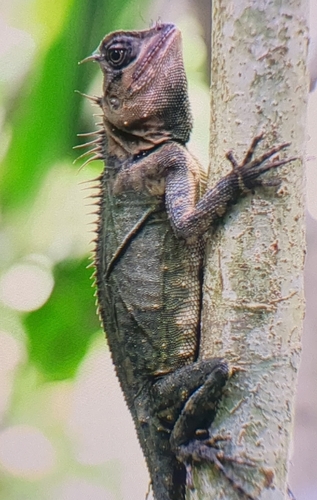 Acanthosaura armata observed 2026-09-29