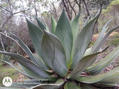 Agave chiapensis