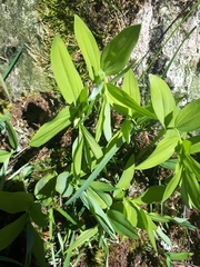 Polygonatum odoratum