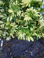 Heptapleurum arboricola