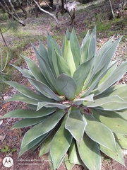 Agave chiapensis