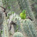 Andean Parakeet - Photo (c) danplant, some rights reserved (CC BY-NC), uploaded by danplant