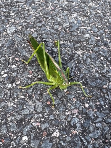Great Green Bush-cricket