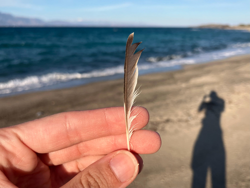 Plume de Pie-grièche à tête rousse