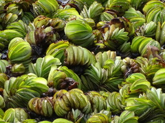 Salvinia auriculata
