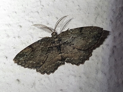 Menophra serrataria
