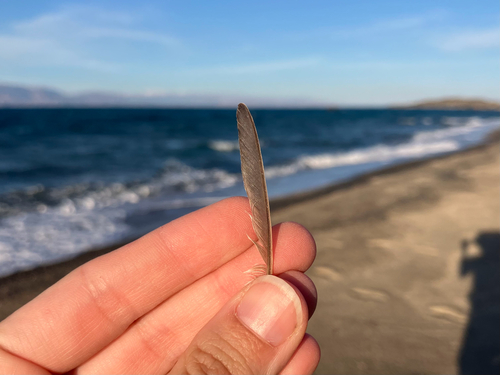 Plume de Phragmite des joncs