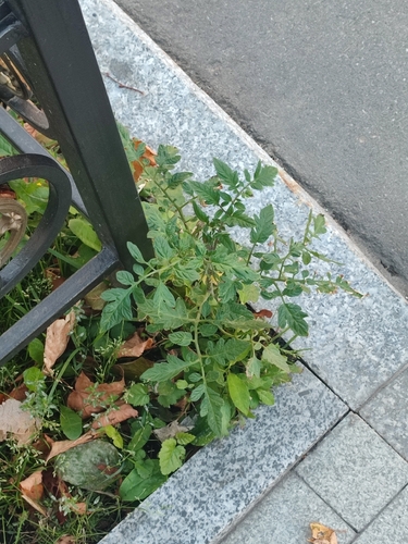 Наблюдение на iNaturalist