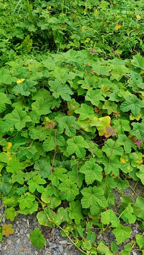 Camonea vitifolia observed 2026-09-29