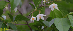 Styracaceae