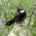 Eastern Whipbird - Photo (c) David Cook, some rights reserved (CC BY-NC)