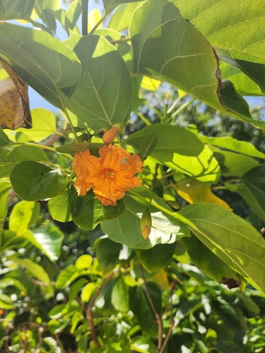 Cordia subcordata observed 2026-09-29