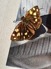 Metisella metis paris