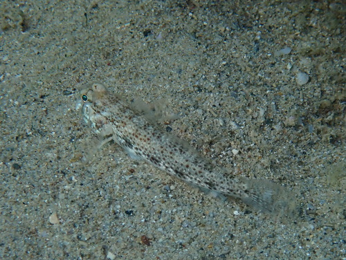 Gnatholepis anjerensis observed 2026-09-29