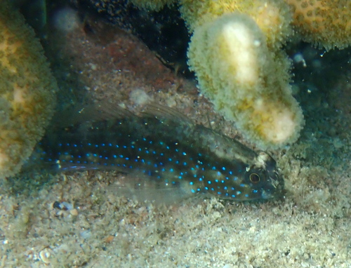 Asterropteryx semipunctata observed 2026-09-29