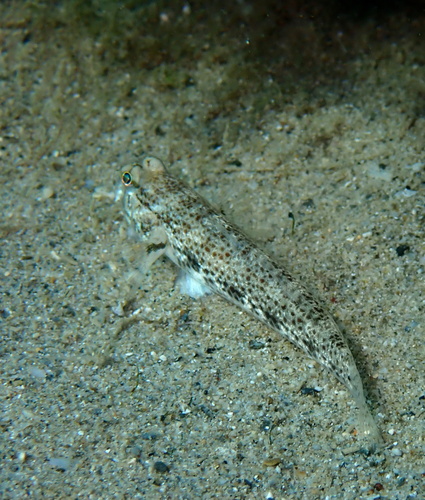 Gnatholepis anjerensis observed 2026-09-29