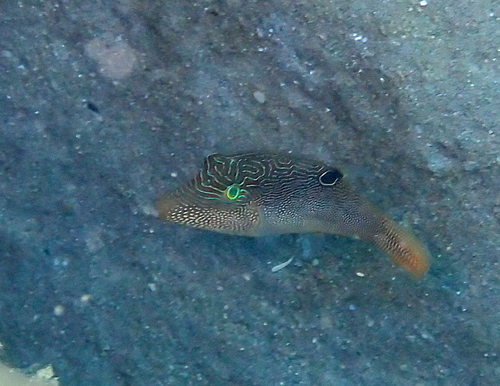 Canthigaster compressa observed 2026-09-29