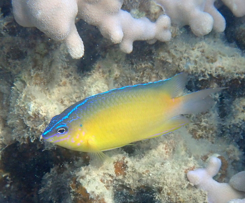 Pomacentrus simsiang observed 2026-09-29
