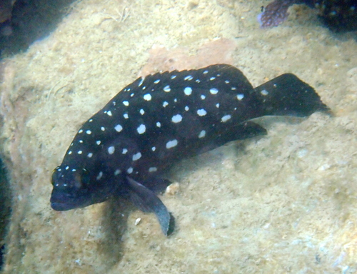 Epinephelus coeruleopunctatus observed 2026-09-29