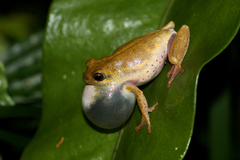 Margined Reed Frog photo 2