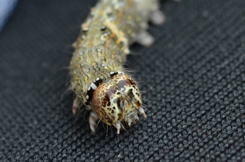 Green-brindled Crescent