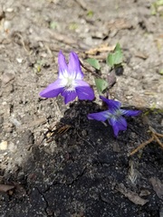 Viola cucullata