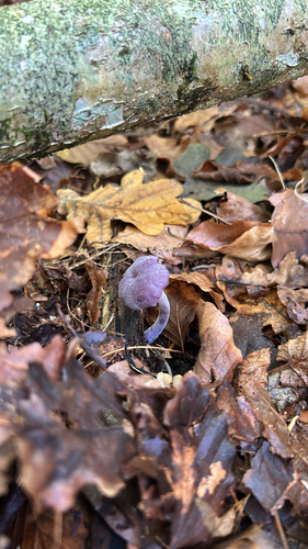 Amethyst Deceiver