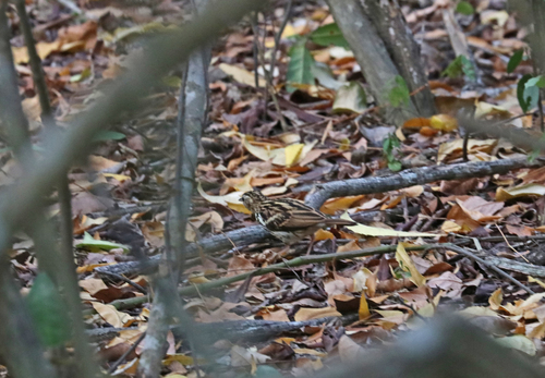 iNaturalist image