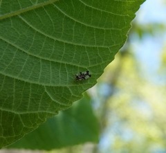 Corythucha juglandis