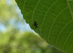 Corythucha juglandis