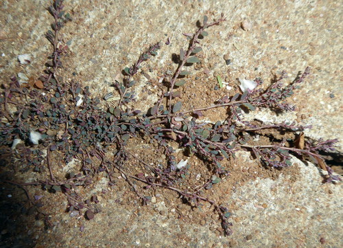 Euphorbia prostrata image