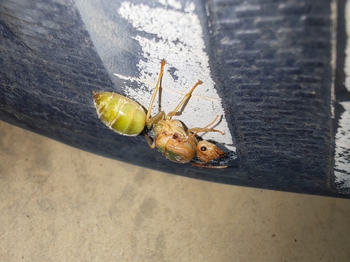 Asian Weaver Ant