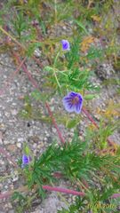 Erodium stephanianum