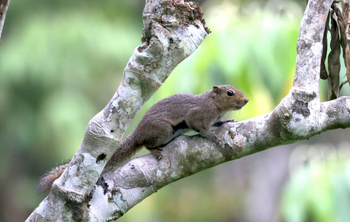 Callosciurus nigrovittatus observed 2026-09-16