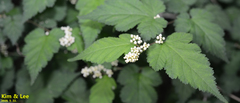 Rubus crataegifolius