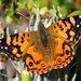 Mariposa Colorada del Sur - Photo (c) James Steamer, algunos derechos reservados (CC BY-NC), subido por James Steamer