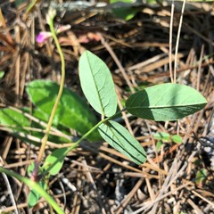 Galactia floridana