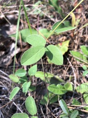 Galactia floridana